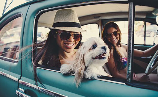 two dogs running together on grass